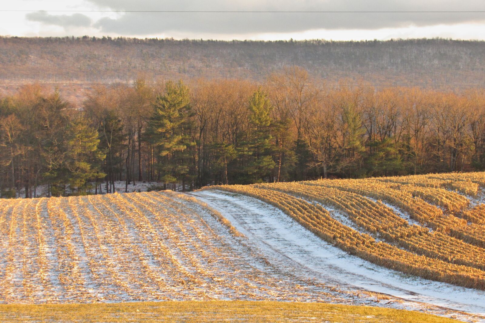 Canon PowerShot SX530 HS sample photo. Field, snow, corn photography