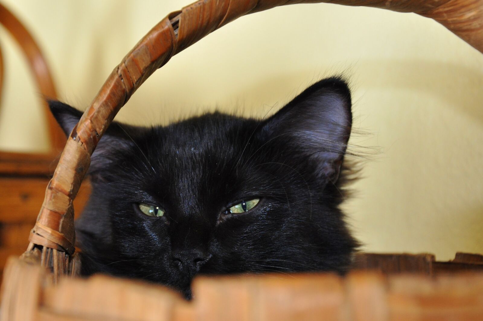 Nikon D90 sample photo. Cat, basket, long hair photography
