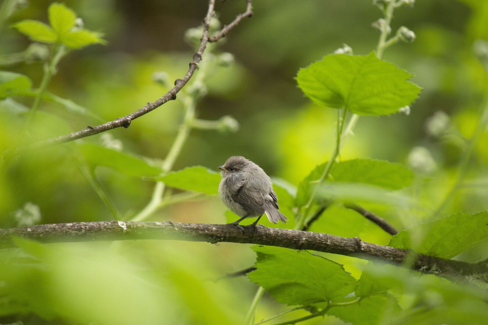 Canon EOS 700D (EOS Rebel T5i / EOS Kiss X7i) sample photo. Bird, baby bird, baby photography
