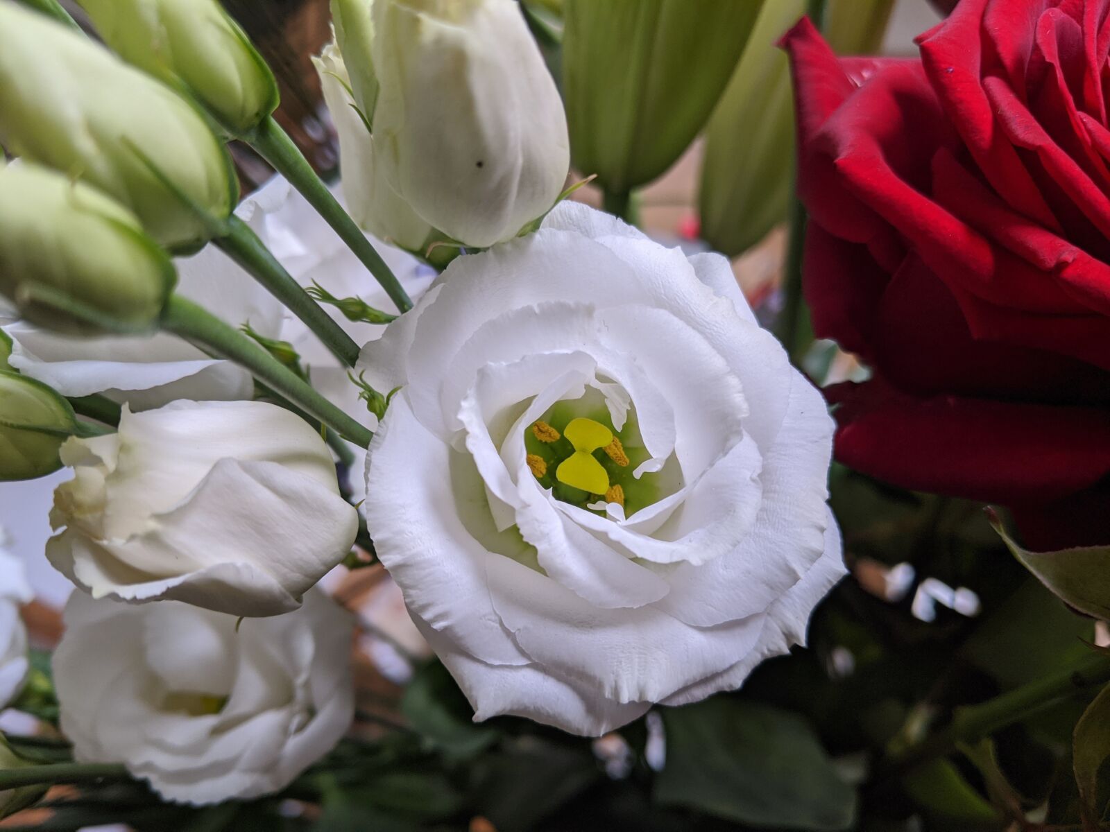 Google Pixel 3a sample photo. Flowers, white, petals photography
