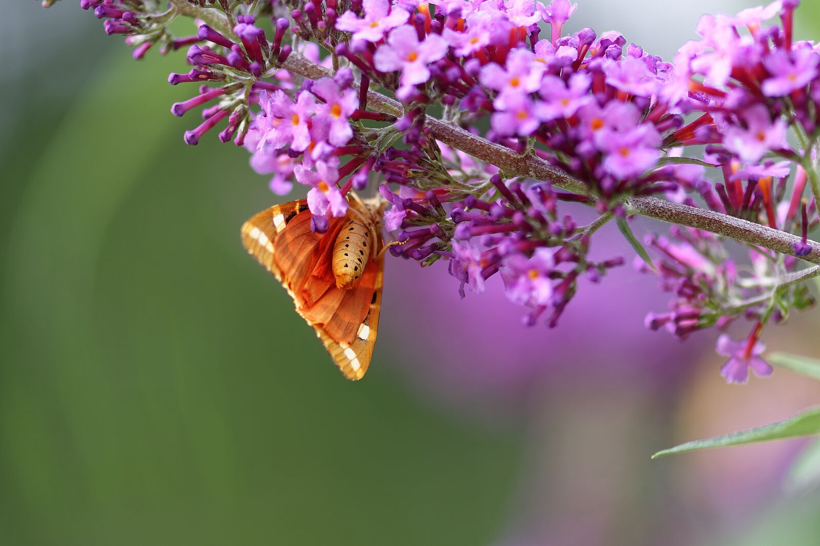 Nikon D7200 sample photo. Butterfly, wing, body photography