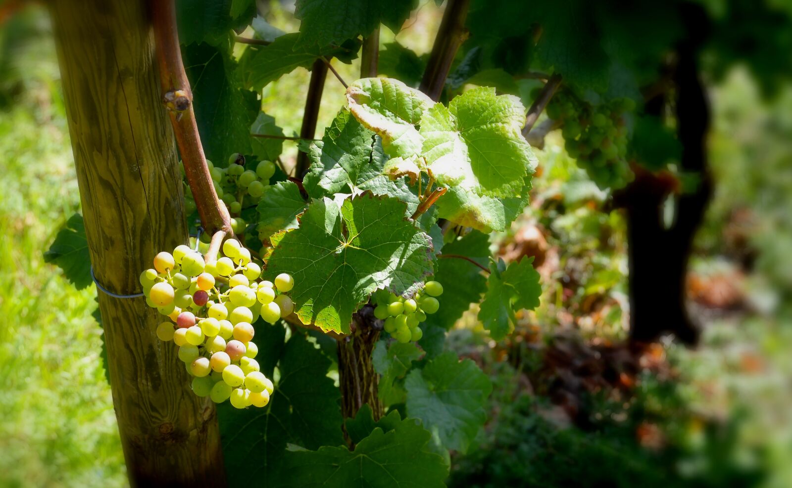 Nikon D3200 sample photo. Rebstock, grapes, henkel photography