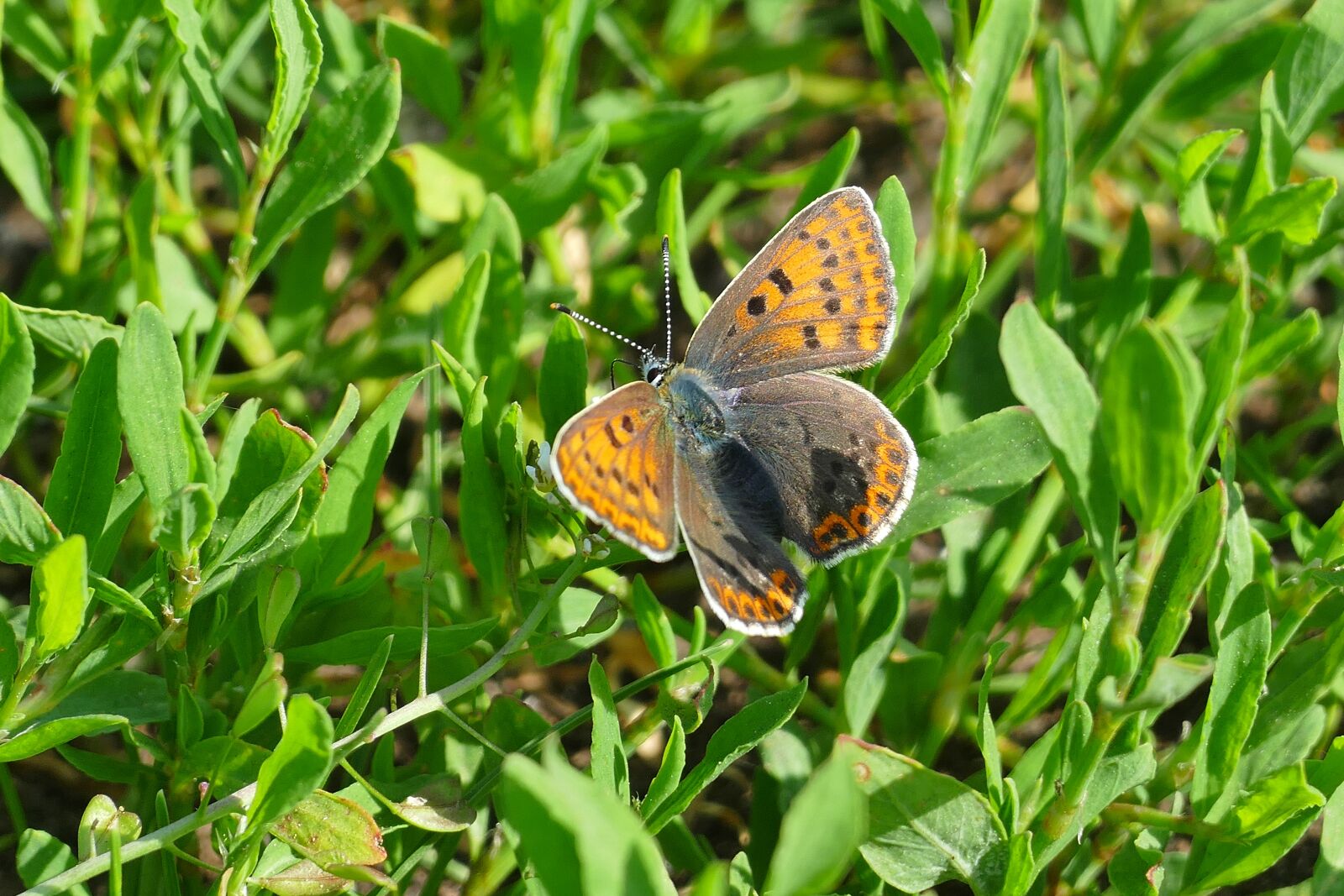 Panasonic Lumix DMC-FZ1000 sample photo. Butterfly, meadow, summer photography