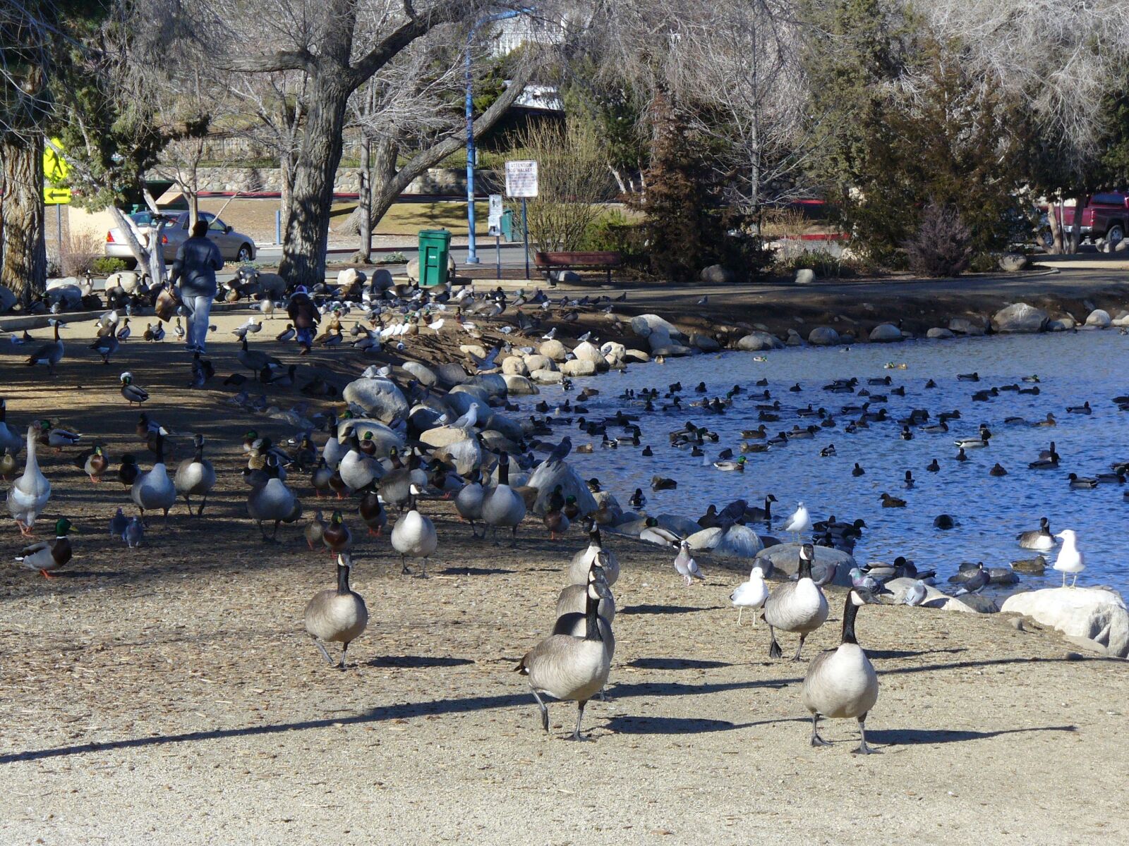 Panasonic DMC-LZ3 sample photo. Pond, canadian geese, migration photography