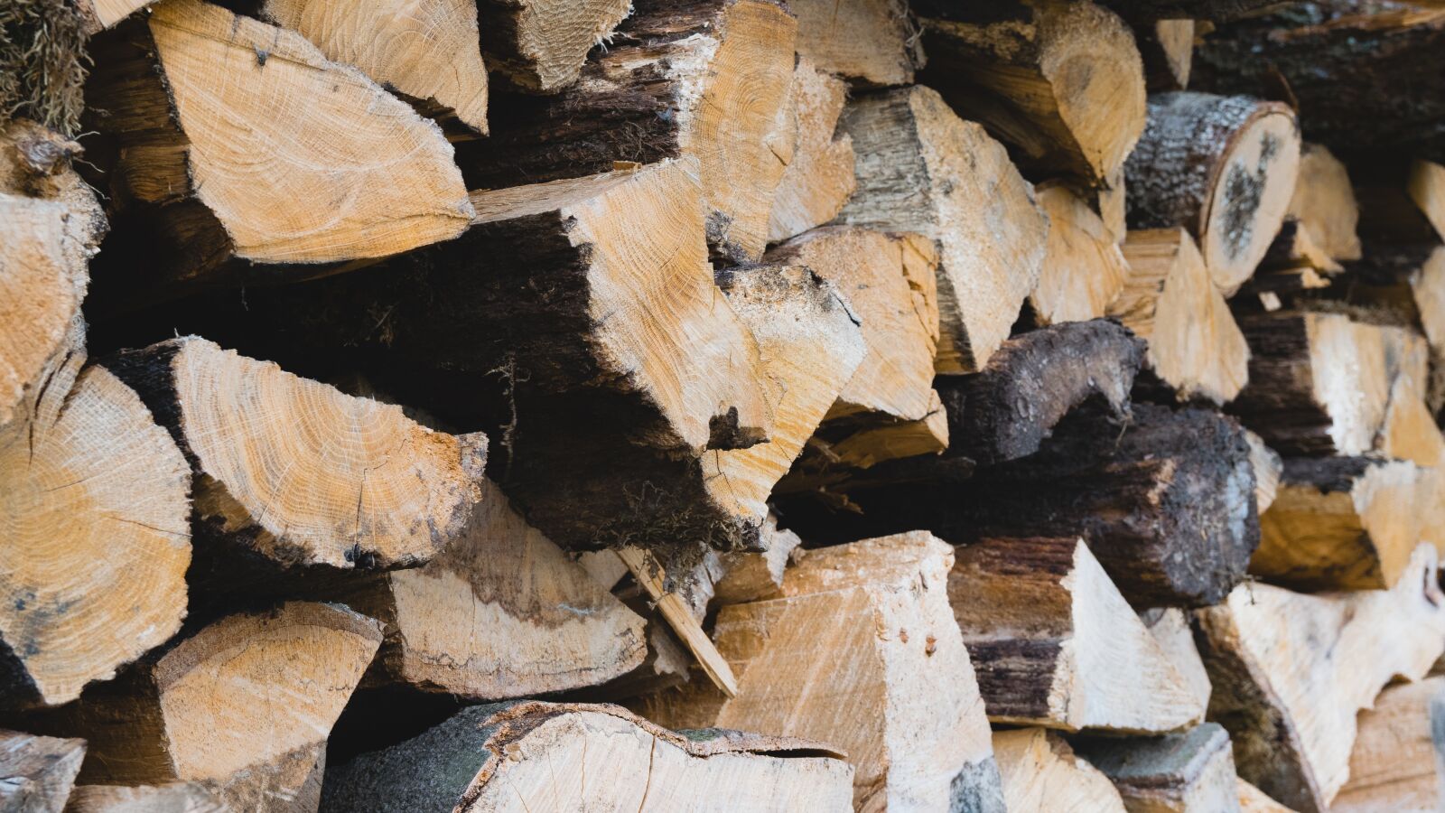 Nikon D3300 sample photo. Wood, forst, trees photography