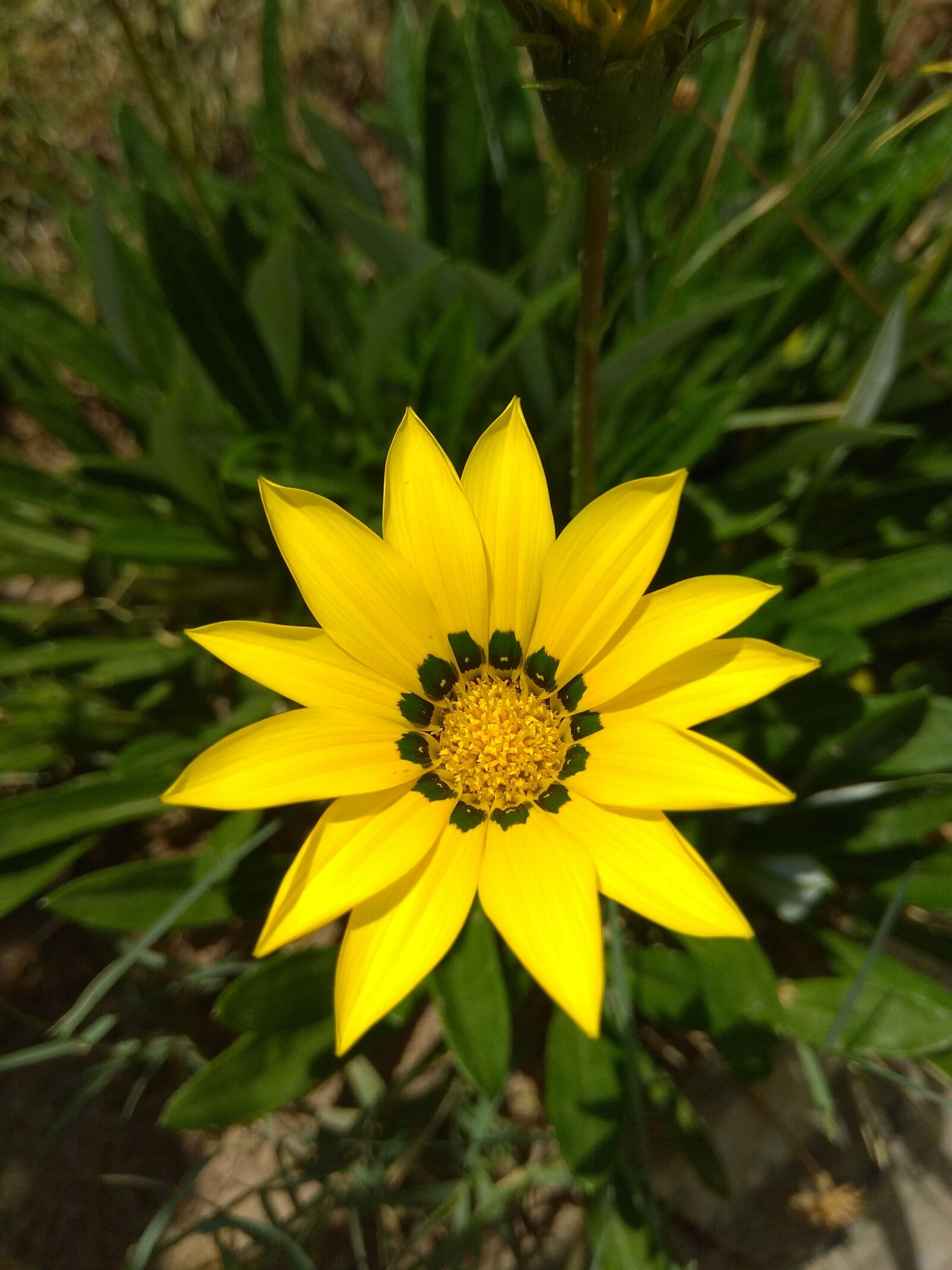 Xiaomi Redmi Note 4 sample photo. Flower, garden, florida photography
