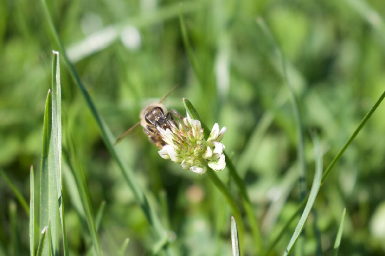 Canon EOS 700D (EOS Rebel T5i / EOS Kiss X7i) sample photo. Amazing, beautiful, flowers, bee photography