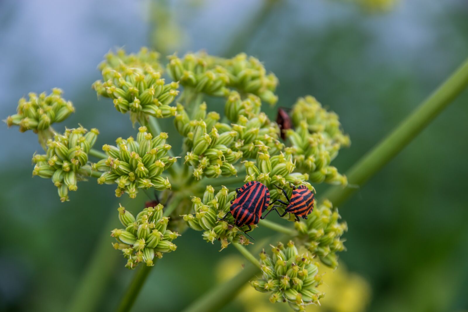 Nikon D5500 sample photo. Fire beetle, beetle, summer photography