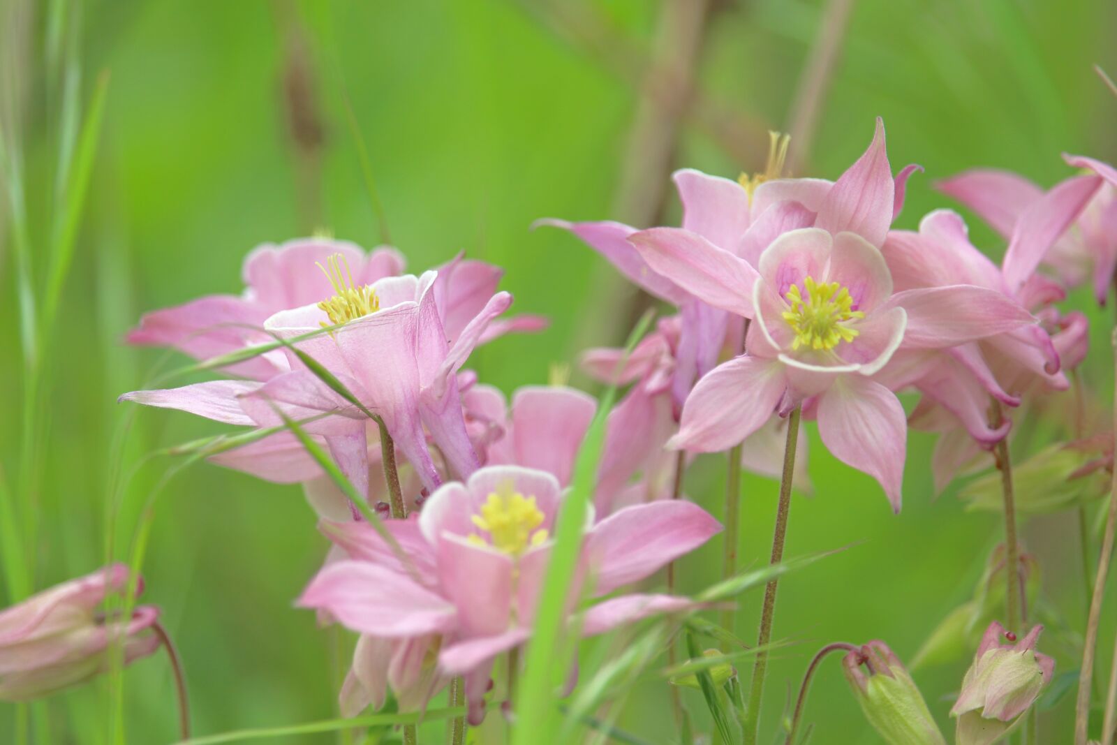 Canon EOS 700D (EOS Rebel T5i / EOS Kiss X7i) sample photo. Columbine, flower meadow, garden photography