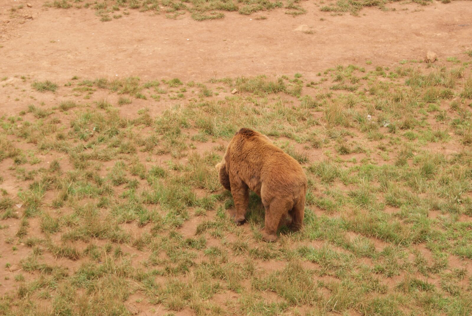 Sony Alpha DSLR-A330 sample photo. Cabarceno, nature, mama bear photography