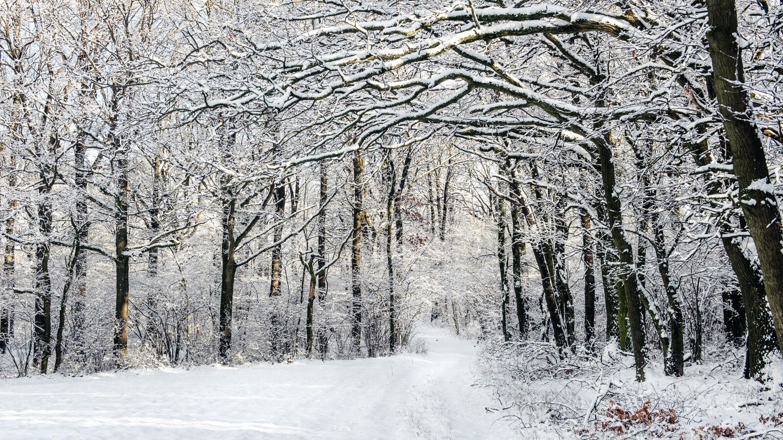Nikon D700 sample photo. Winter, snow, forest photography