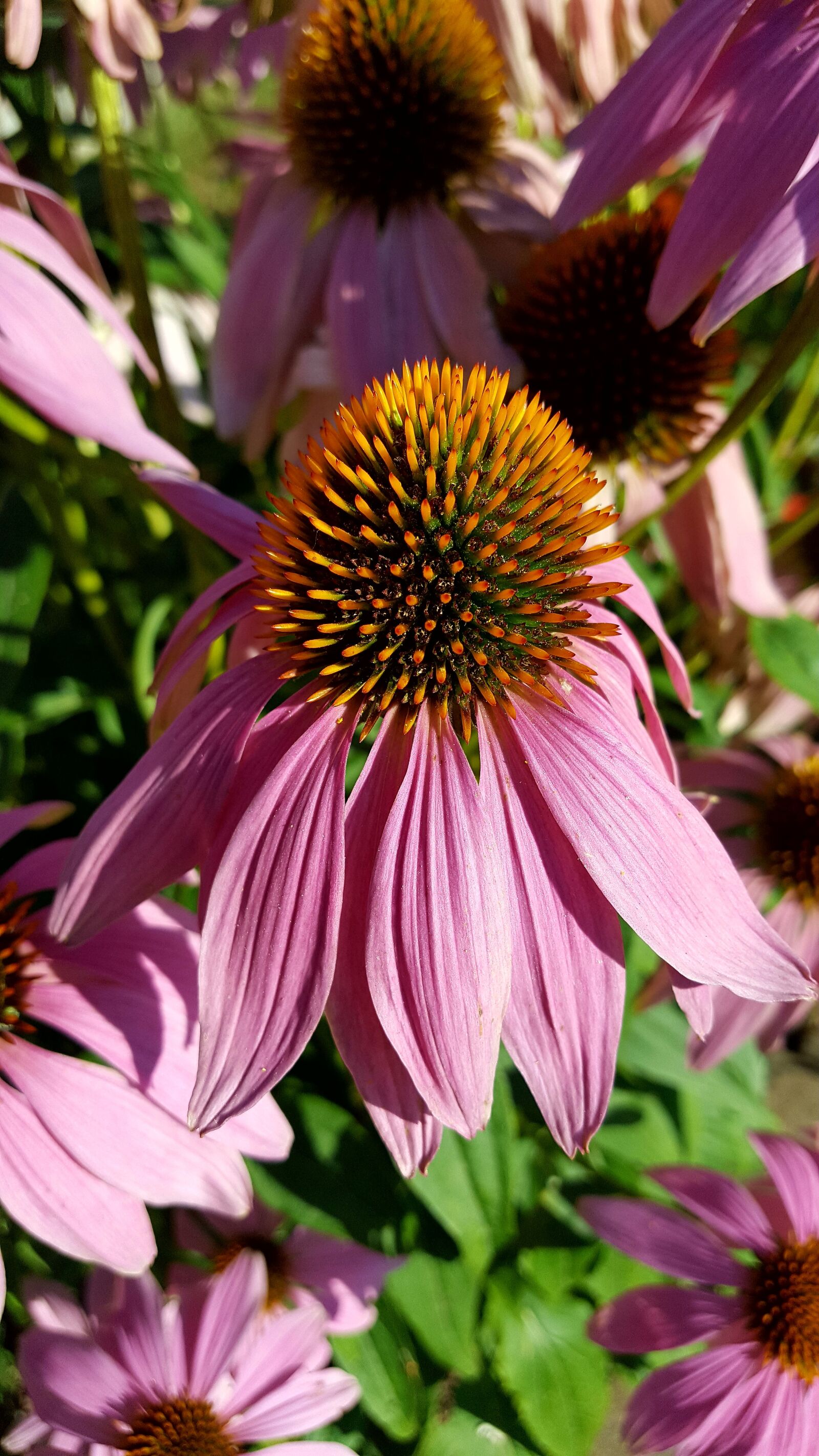 Samsung Galaxy S6 sample photo. Flower, nature, plant photography