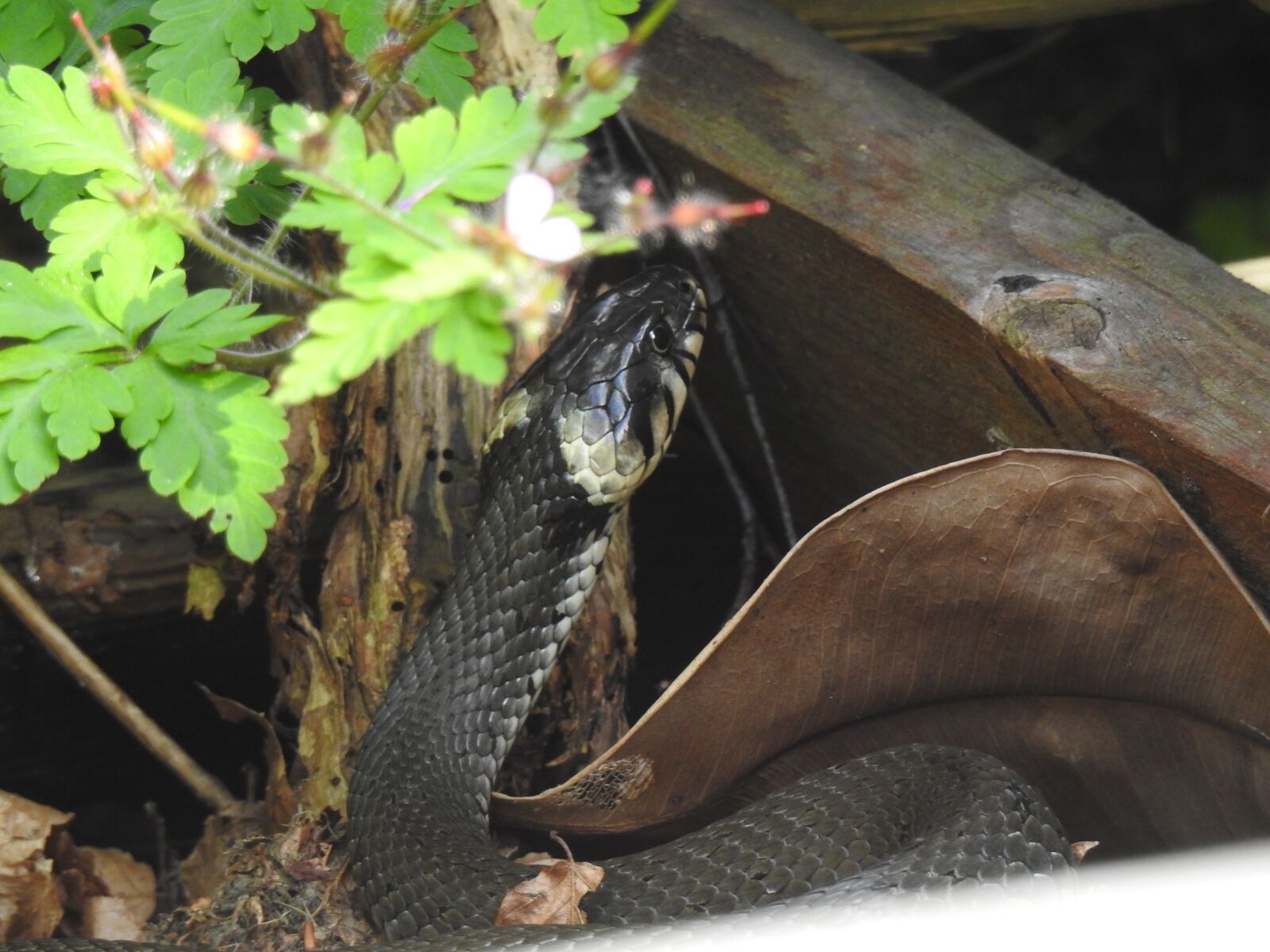 Nikon Coolpix P900 sample photo. Grass snake, snake, reptile photography
