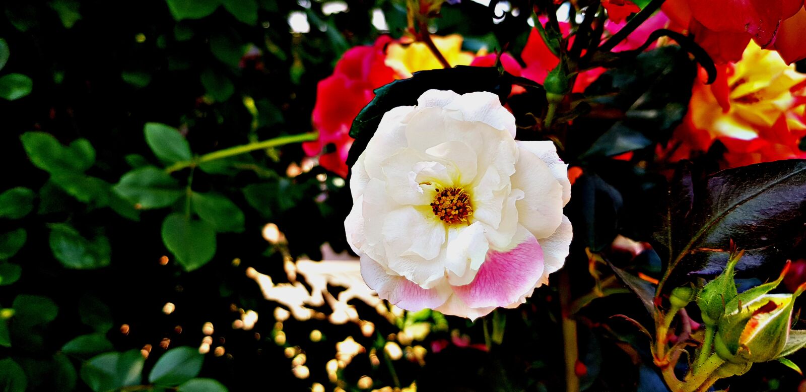 Samsung Galaxy S8 sample photo. Flowers, cute flower, a photography