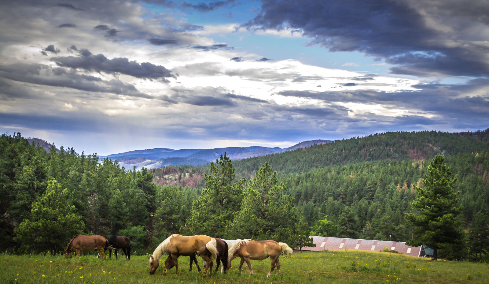 Nikon D3100 sample photo. Horses, landscape, mountains, nature photography