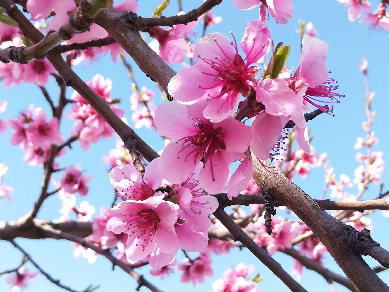 HUAWEI P20 lite sample photo. Almond blossom, blossom, bloom photography