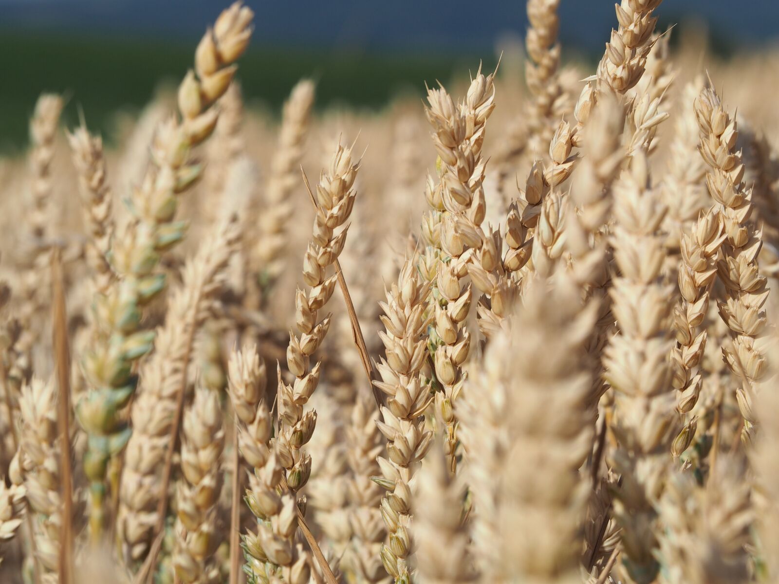 Olympus OM-D E-M10 sample photo. Wheat, field, agriculture photography
