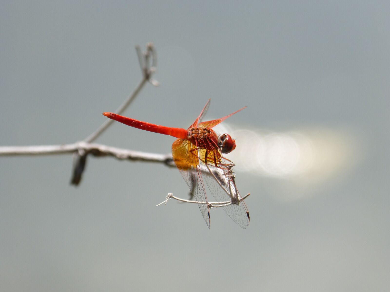 Panasonic DMC-FZ62 sample photo. Dragonfly, red dragonfly, erythraea photography