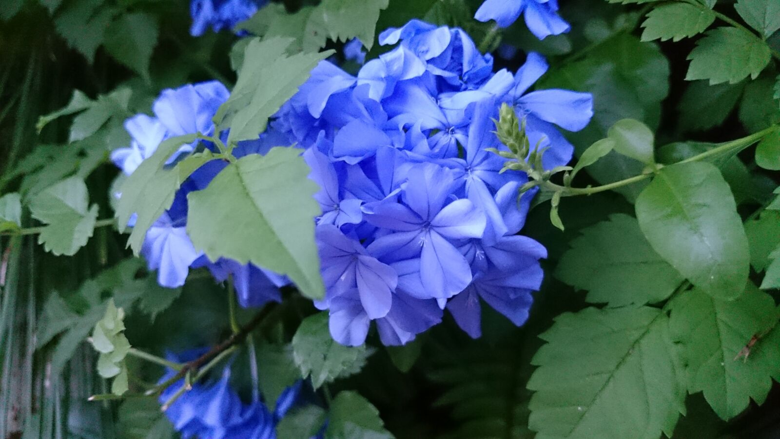Sony Xperia Z1 sample photo. Flower, green, blue photography