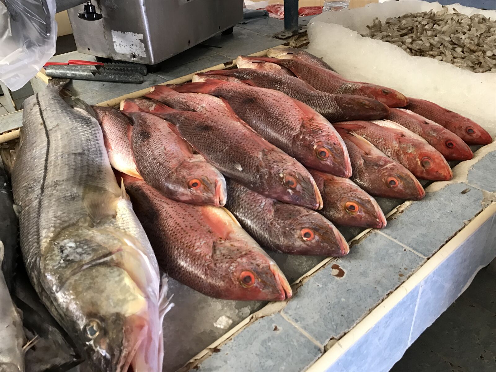 Apple iPhone 7 sample photo. Fish market, fresh, market photography