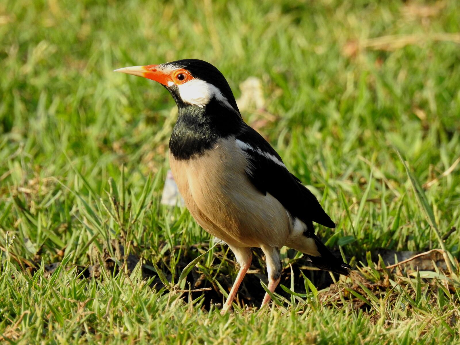 Nikon Coolpix P900 sample photo. Mania, wildlife, colorful bird photography
