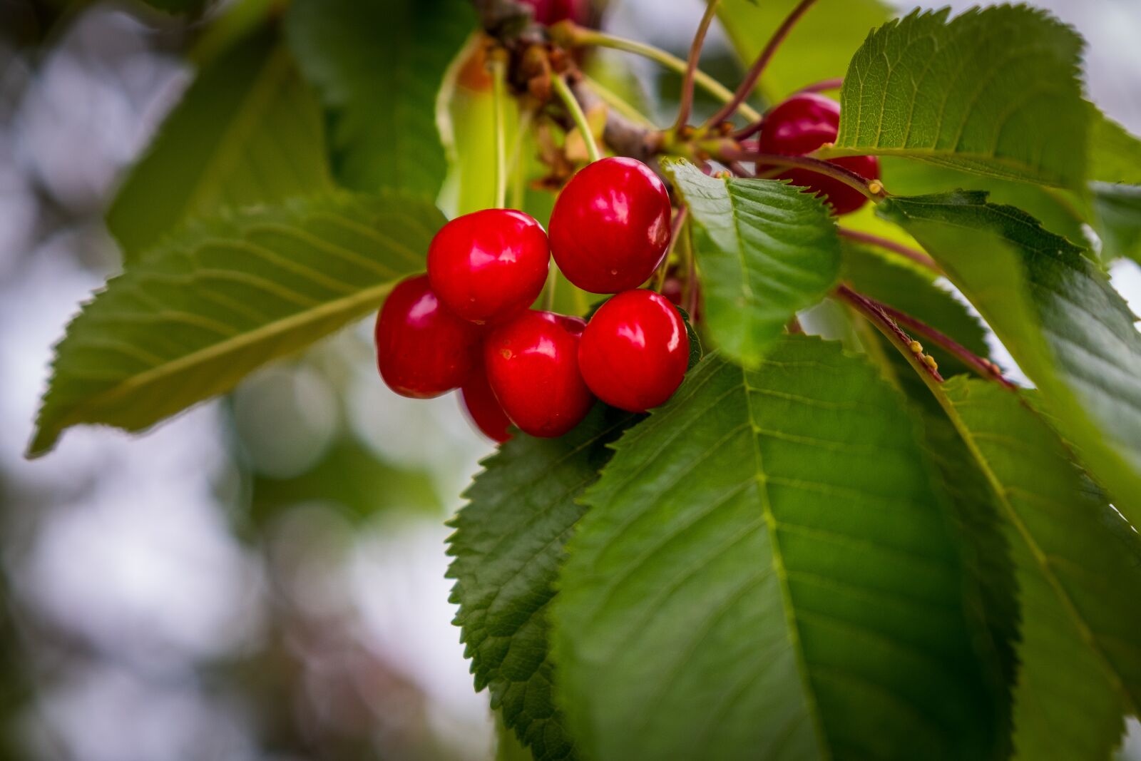 Fujifilm X-T2 sample photo. Cherries, cherry tree, red photography