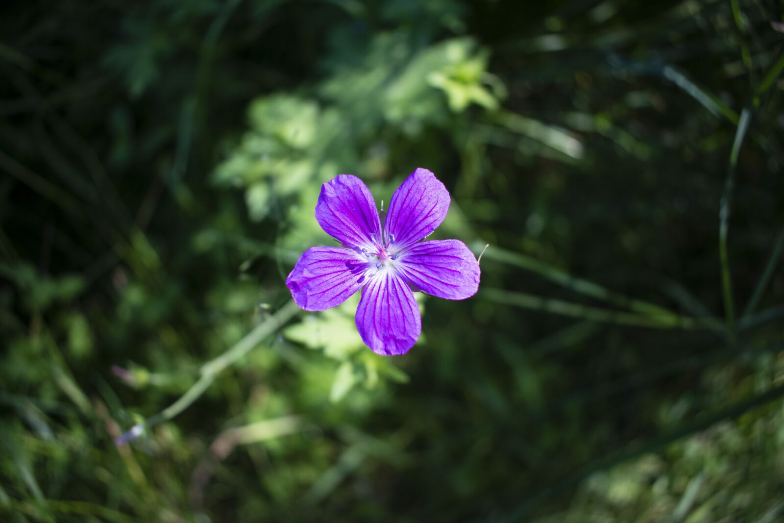 Nikon D3500 sample photo. Flowers, flower, bloom photography