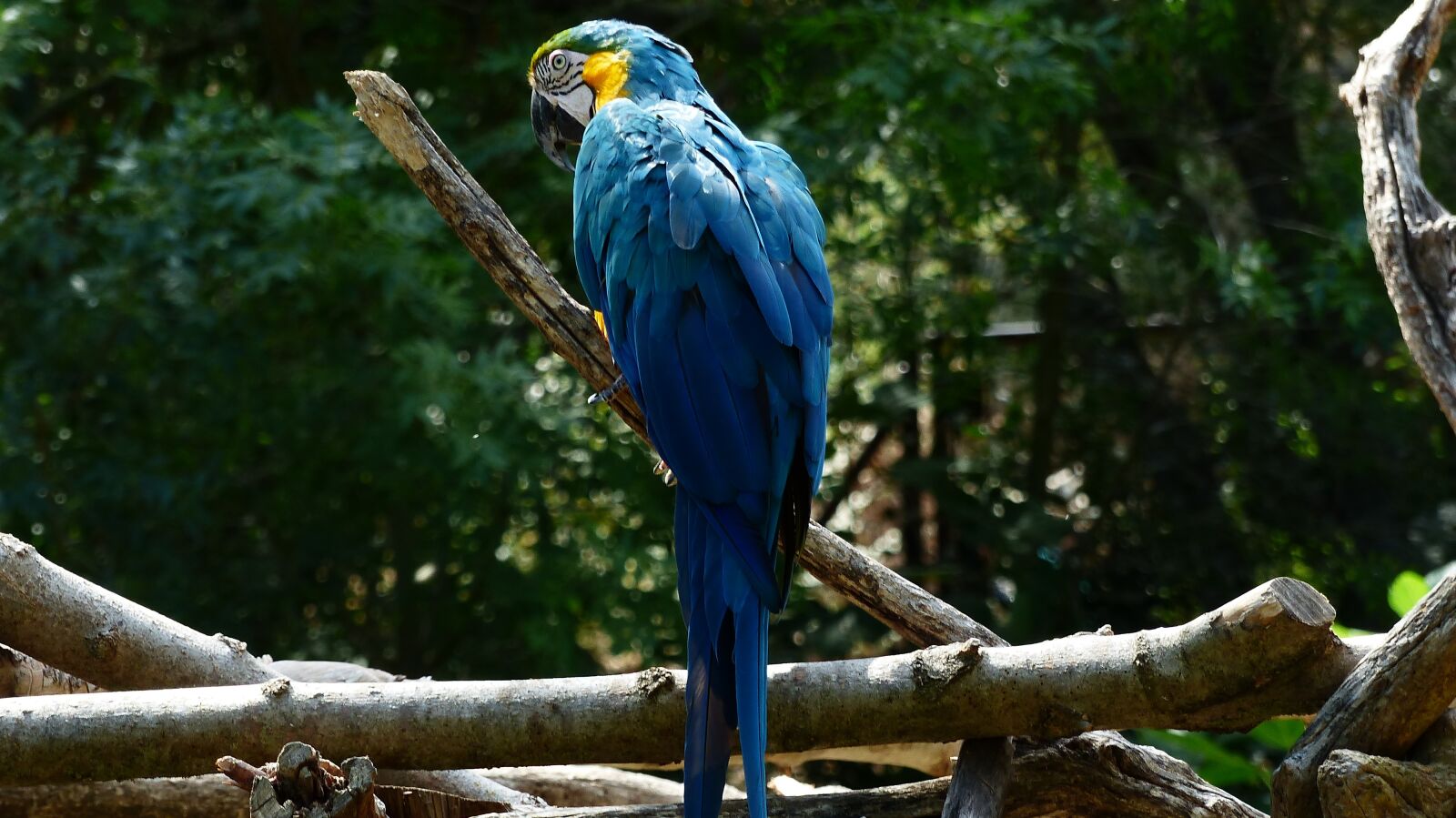 Panasonic Lumix DMC-FZ200 sample photo. Bird, parrot, blue photography