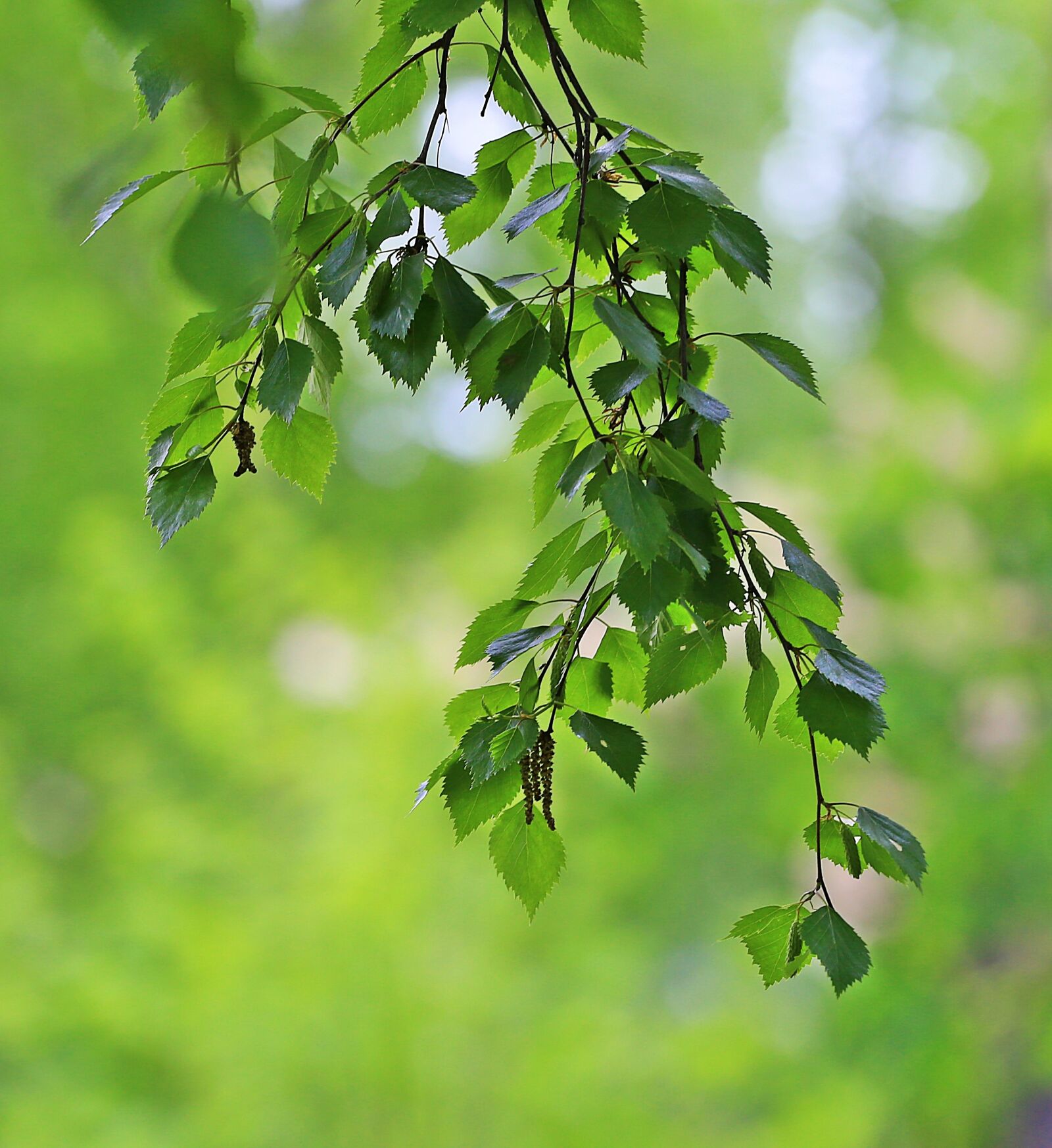 Canon EOS 6D + Canon EF 70-200mm F4L USM sample photo. Freshness, greens, leaves photography