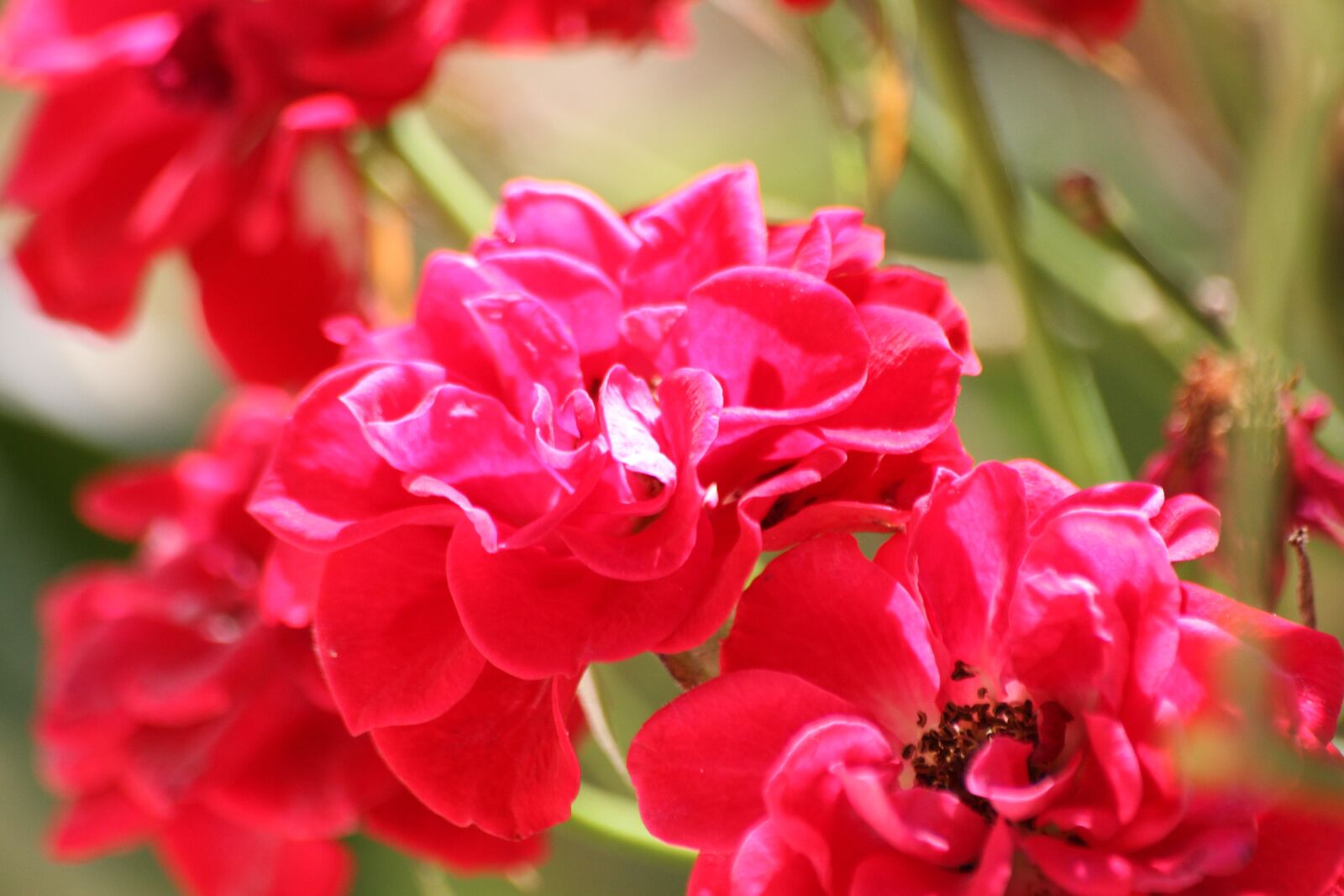 Canon EOS 7D sample photo. Flower, pink, macro photography