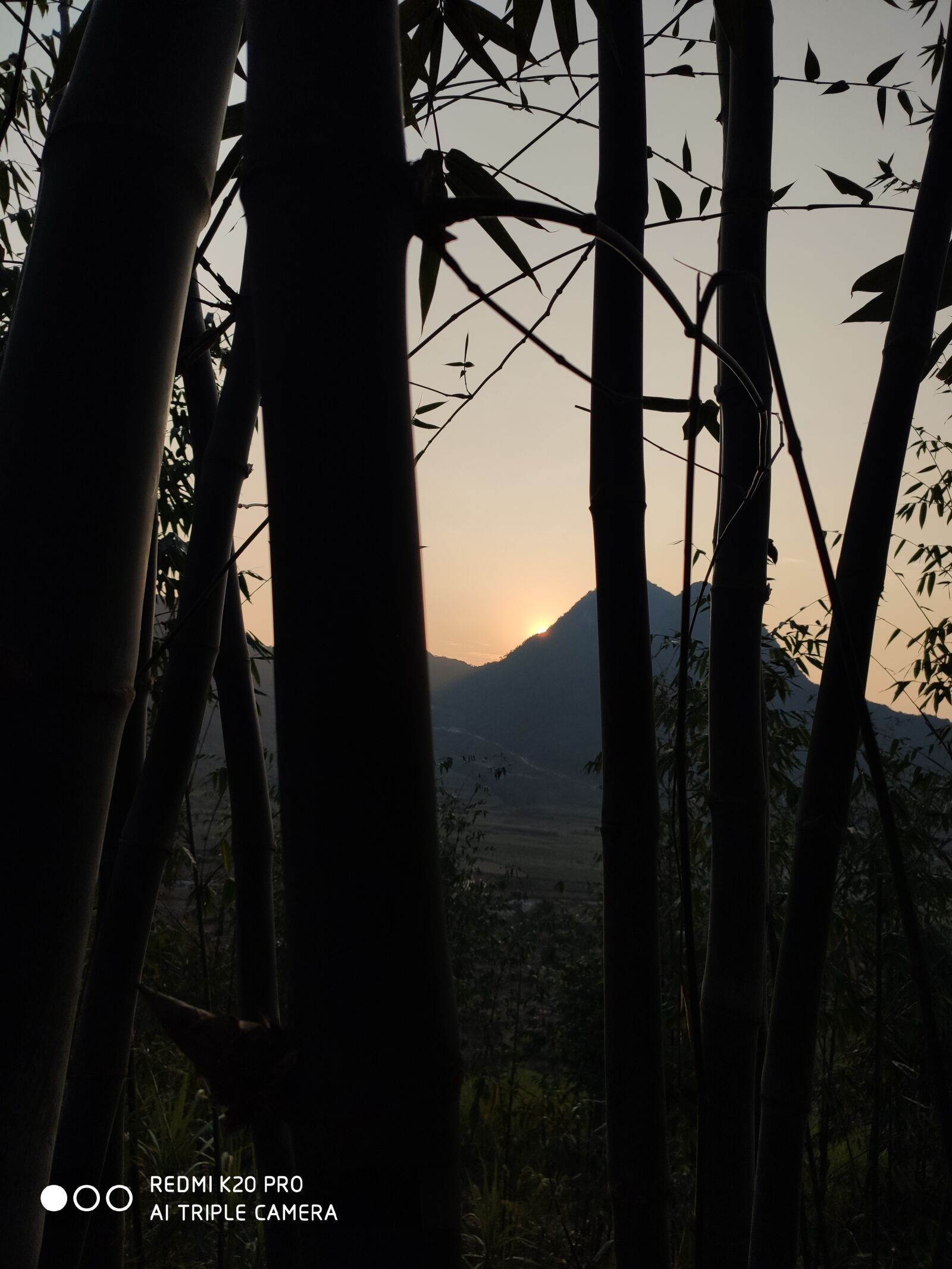 Xiaomi Redmi K20 Pro sample photo. Bamboo, day, at dusk photography