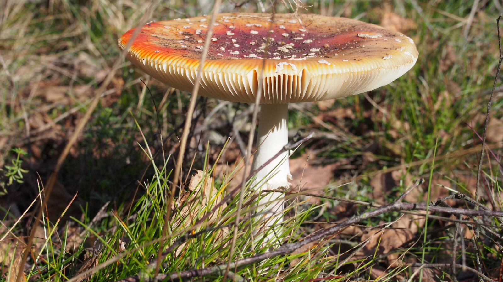 Olympus PEN E-PL6 sample photo. Fly agaric, nature, red photography