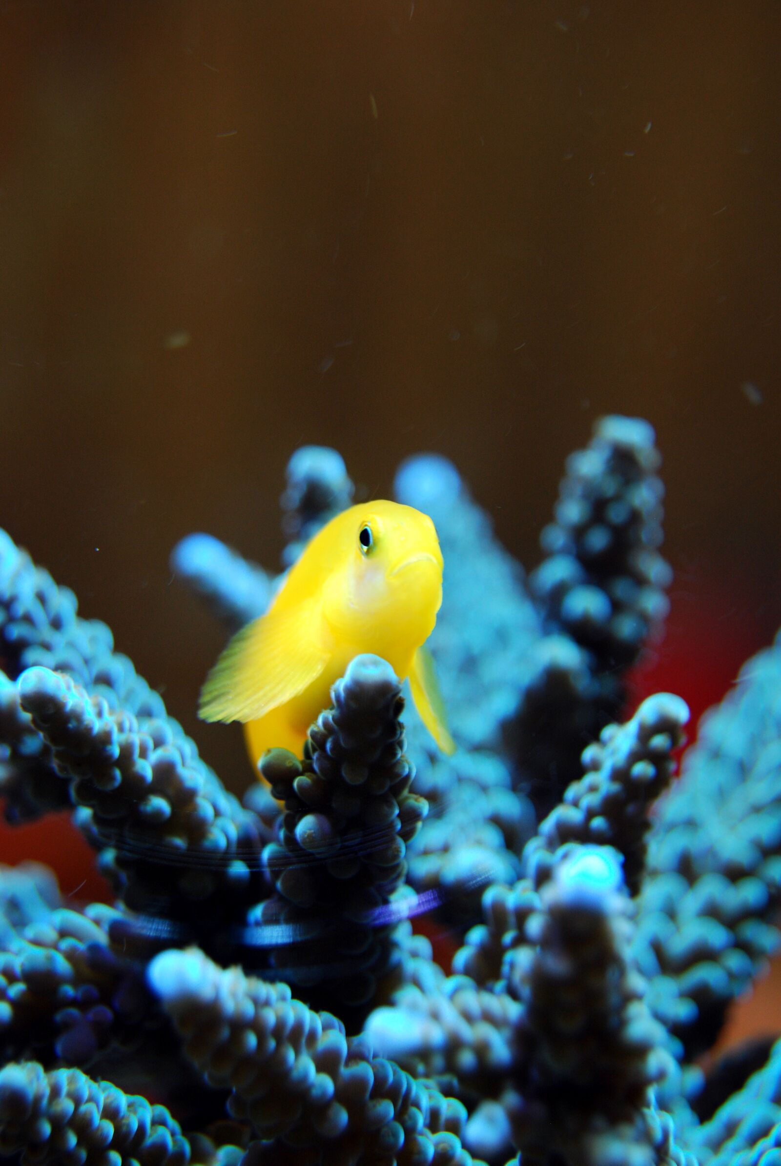 Nikon D40X sample photo. Coral, reef, sea photography