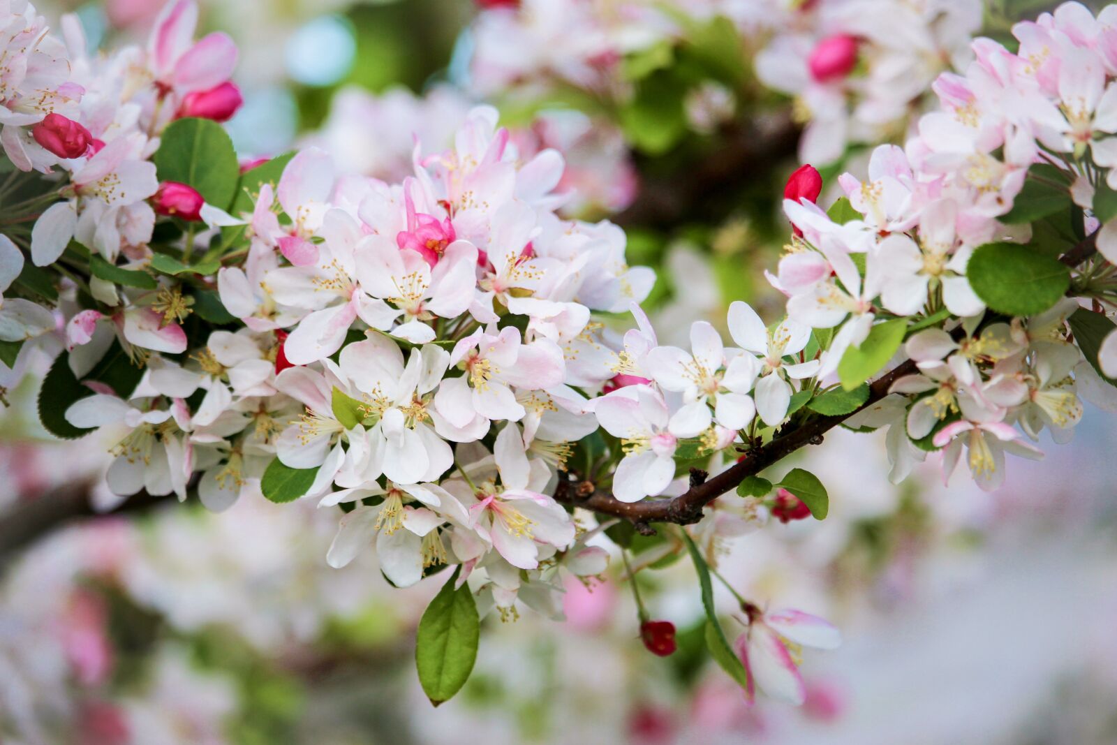 Canon EOS 700D (EOS Rebel T5i / EOS Kiss X7i) sample photo. Blossom, pink, tree photography