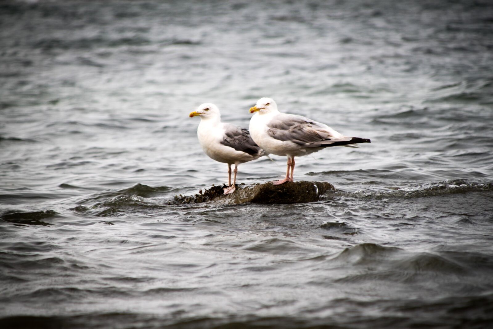 Canon EOS 500D (EOS Rebel T1i / EOS Kiss X3) + Canon TS-E 90mm F2.8 Tilt-Shift sample photo. Seagulls, bird, ocean photography