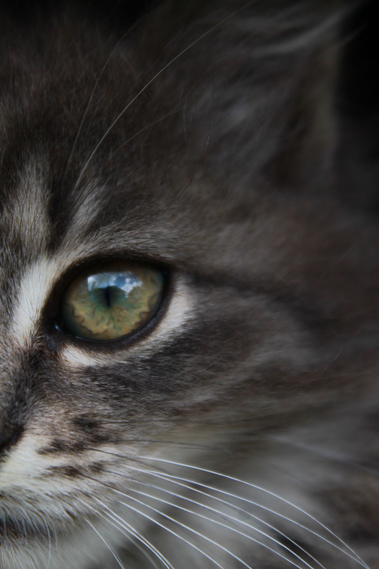 Canon EOS 1100D (EOS Rebel T3 / EOS Kiss X50) sample photo. Kitten, portrait, macro photography