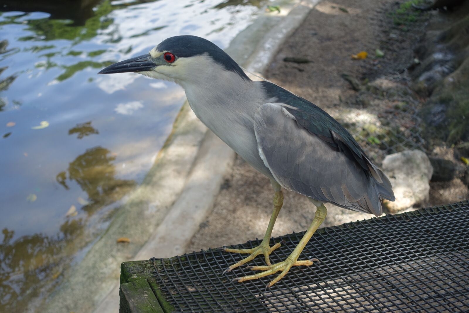 Sony Cyber-shot DSC-RX100 III sample photo. Bird, night heron, florida photography