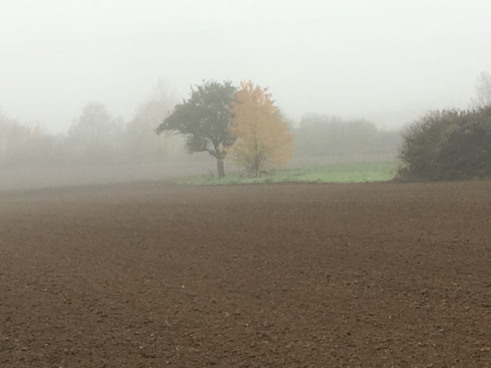 Apple iPhone SE sample photo. Autumn, fog, trees photography