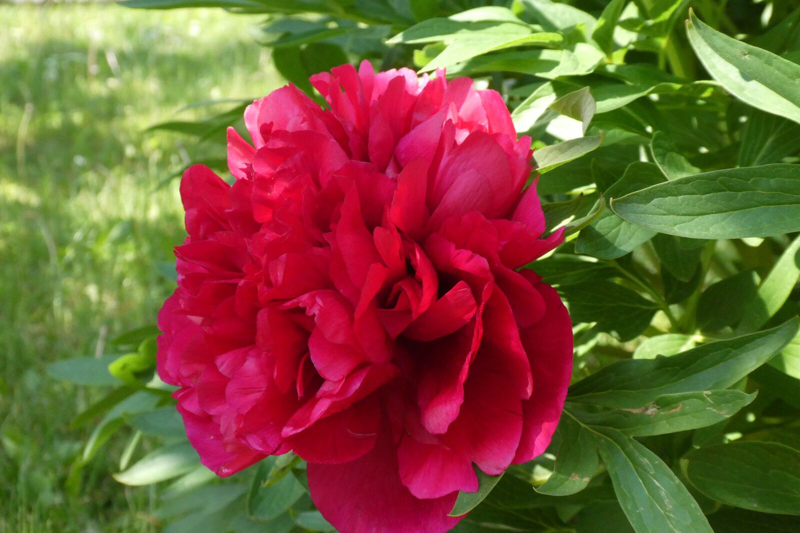 Panasonic DC-TZ91 sample photo. Blossom, bloom, peony photography