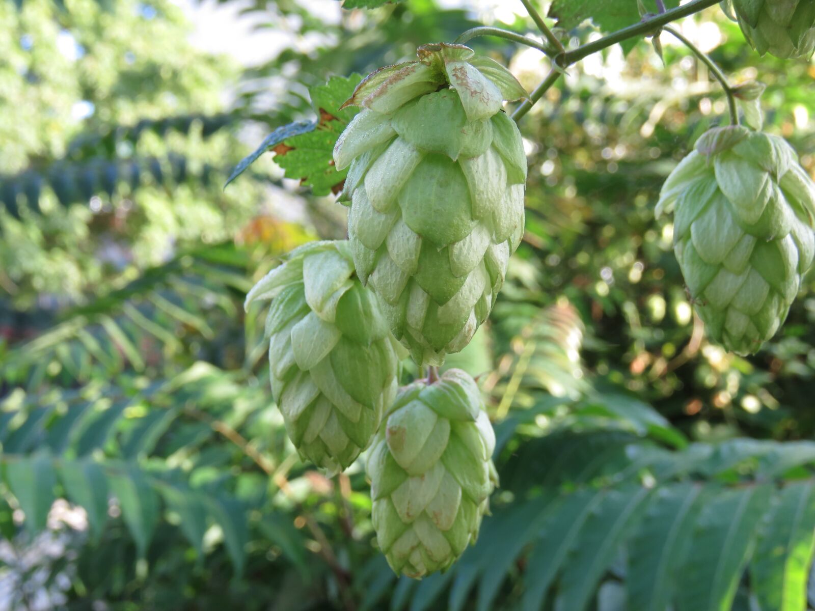 Canon PowerShot SX60 HS sample photo. Hops, leaf, nature photography