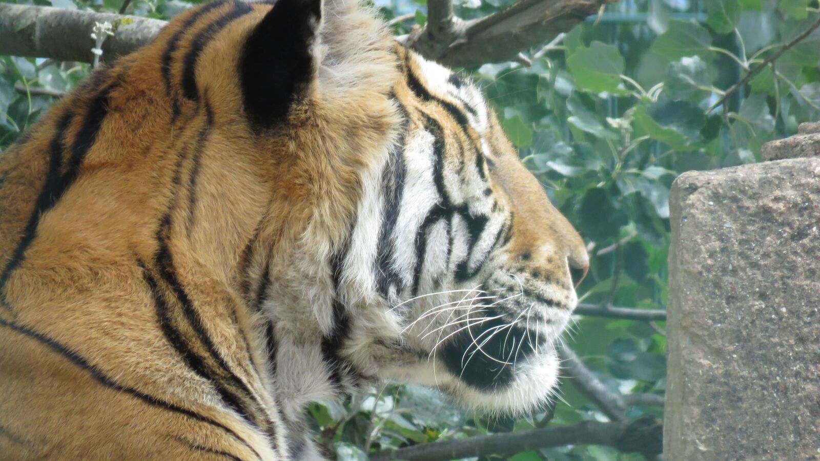 Canon PowerShot SX60 HS sample photo. Big cat, tiger, predator photography