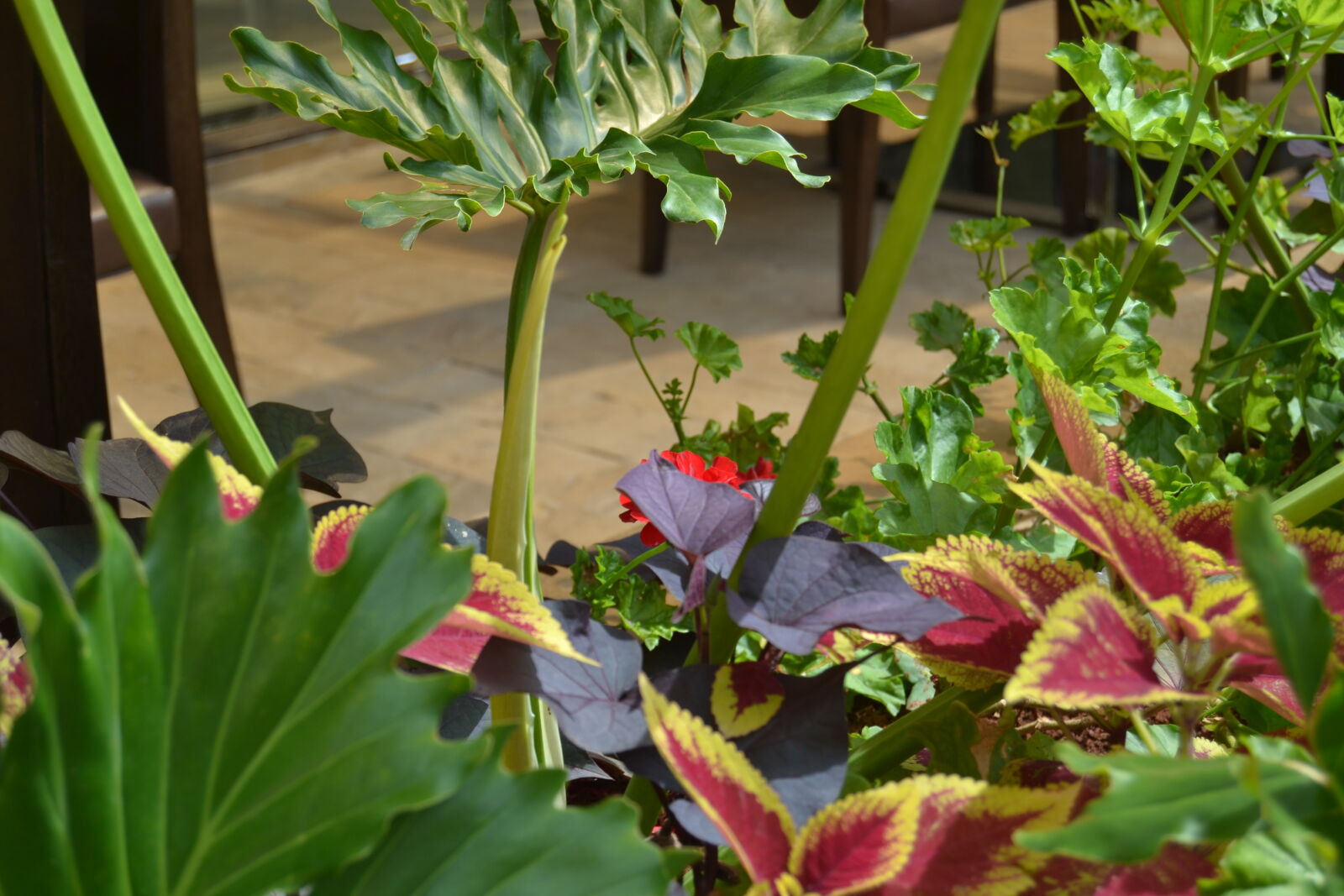 Nikon D3100 sample photo. Beautiful, beautiful, flowers photography