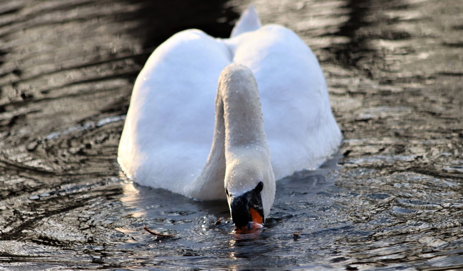 Canon EOS 200D (EOS Rebel SL2 / EOS Kiss X9) sample photo. White swan, bird, lake photography