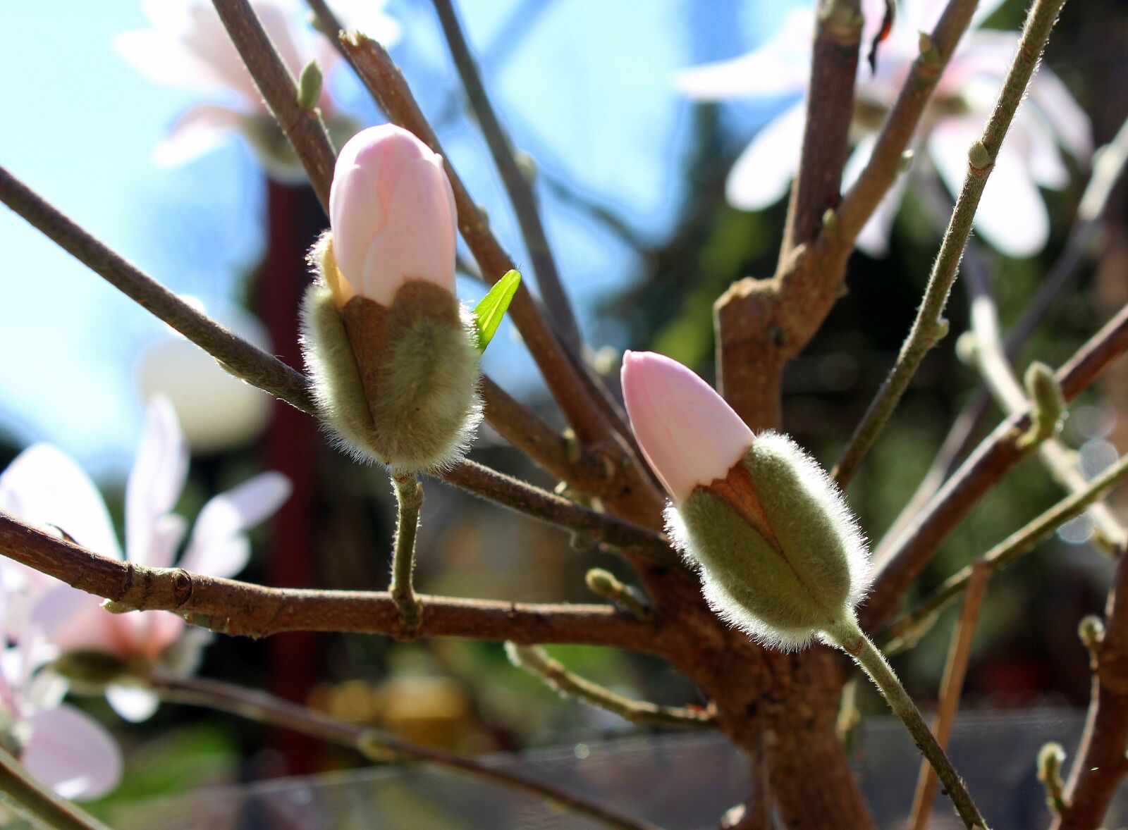 Canon EOS 1200D (EOS Rebel T5 / EOS Kiss X70 / EOS Hi) sample photo. Magnolia, the flower buds photography