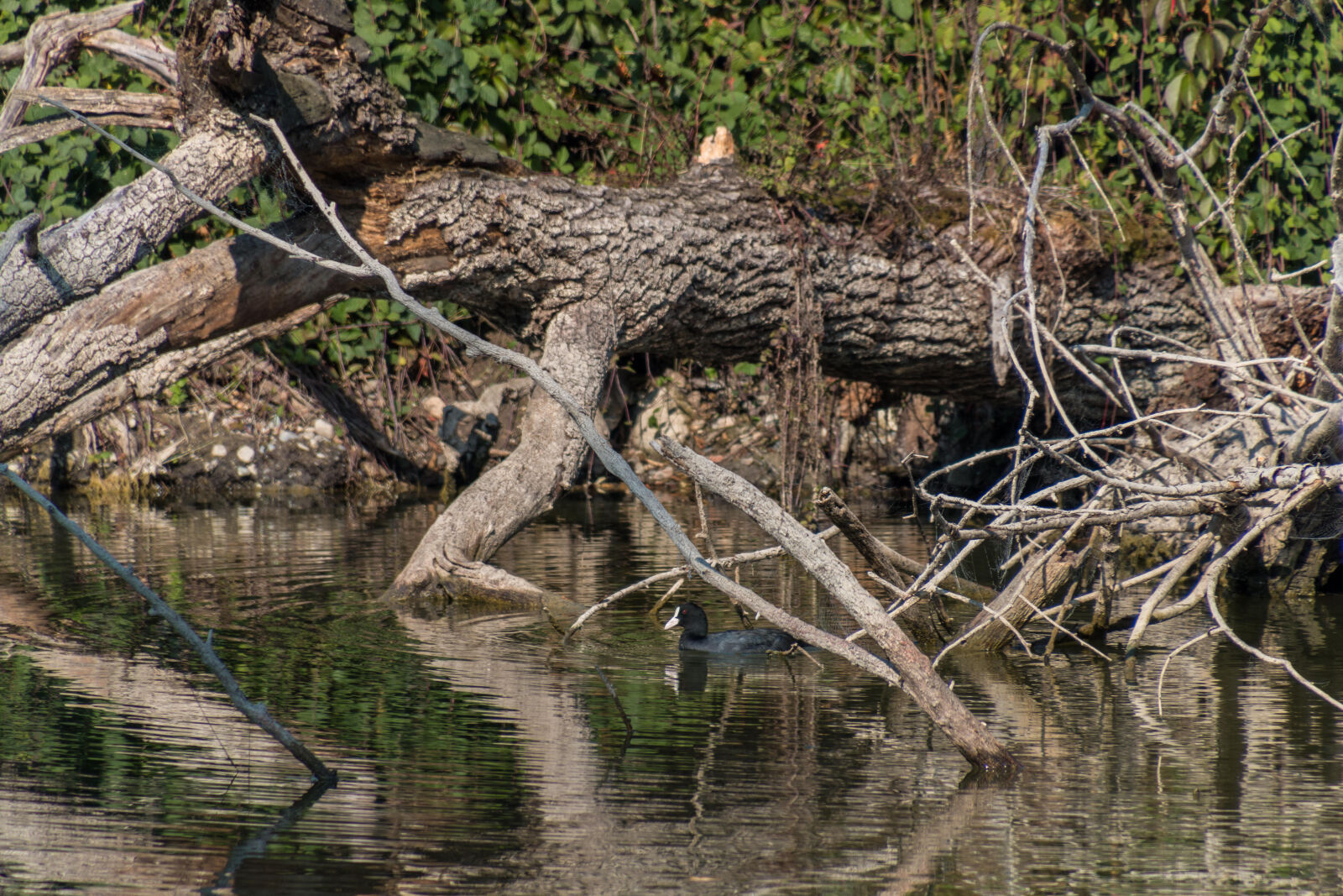Canon EOS 70D sample photo. Bird, lake photography