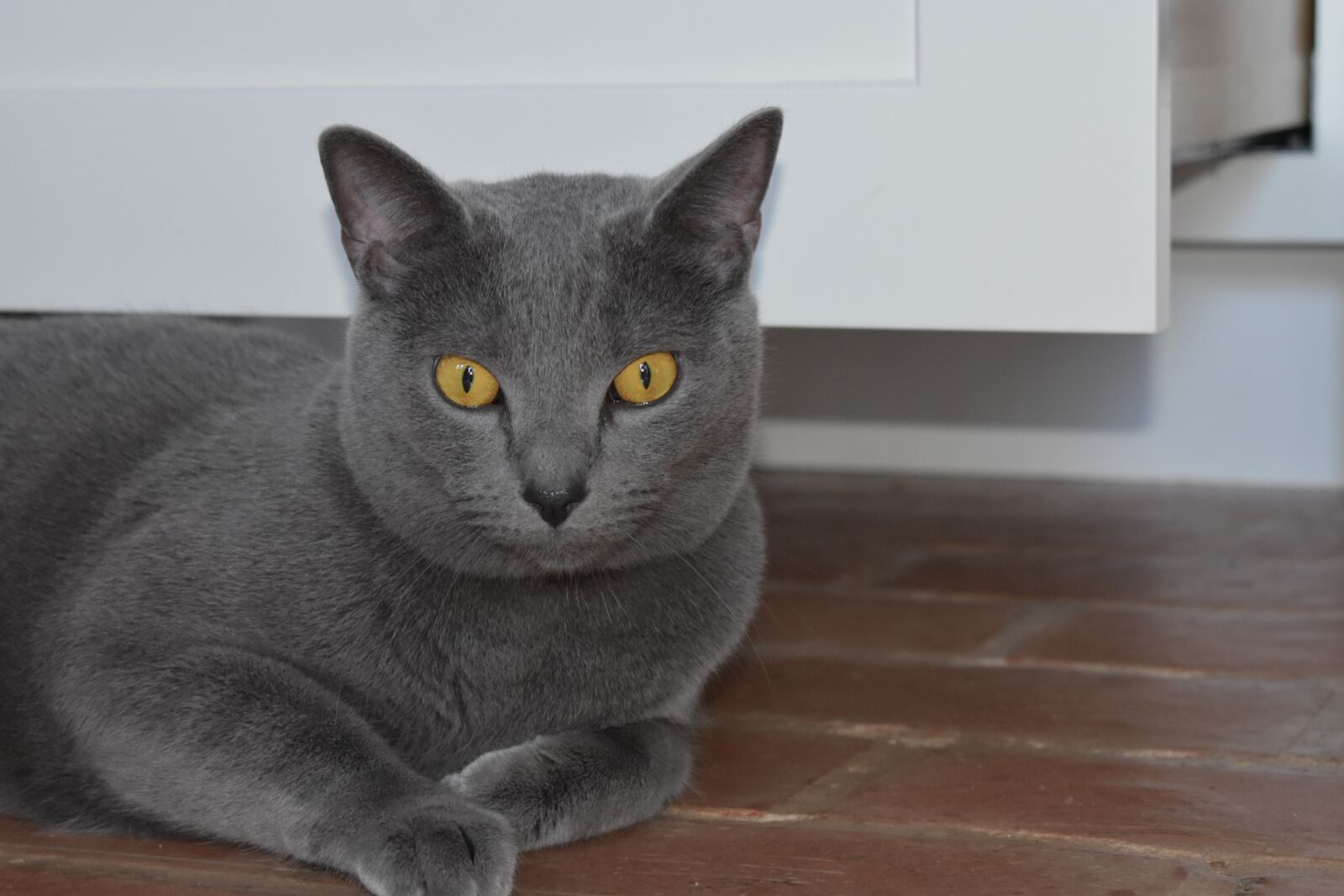 Nikon D3400 sample photo. Blue, cat, gray photography