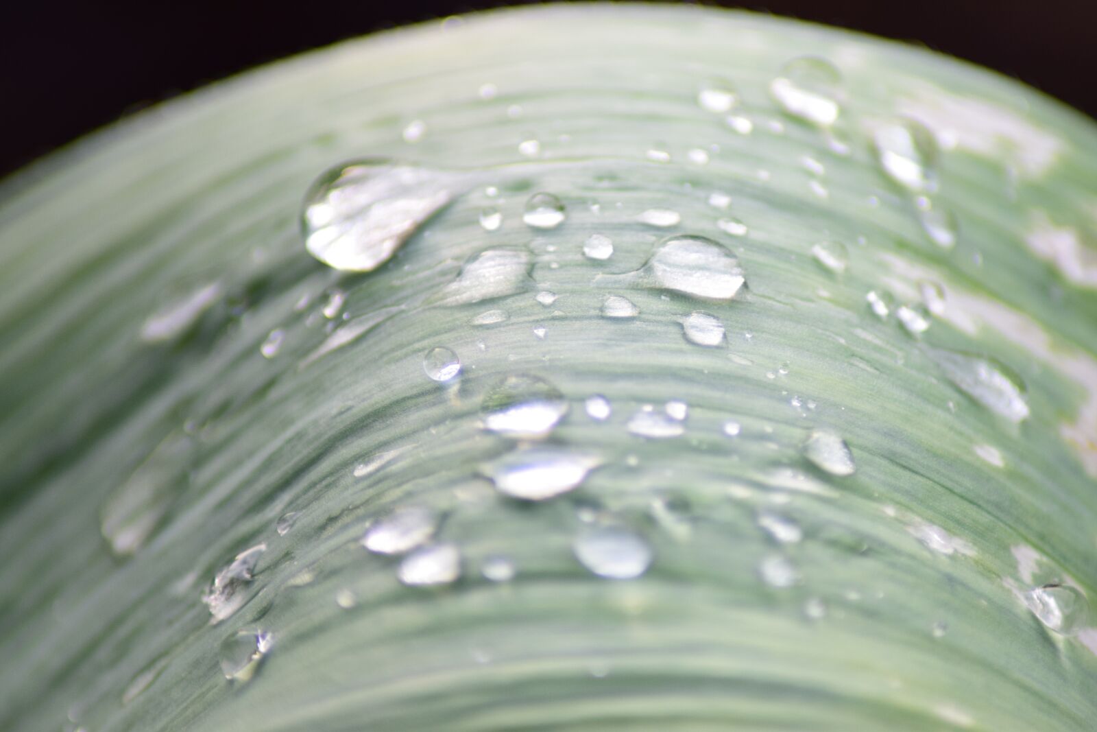 Nikon D5300 sample photo. Pearl, rain, water photography