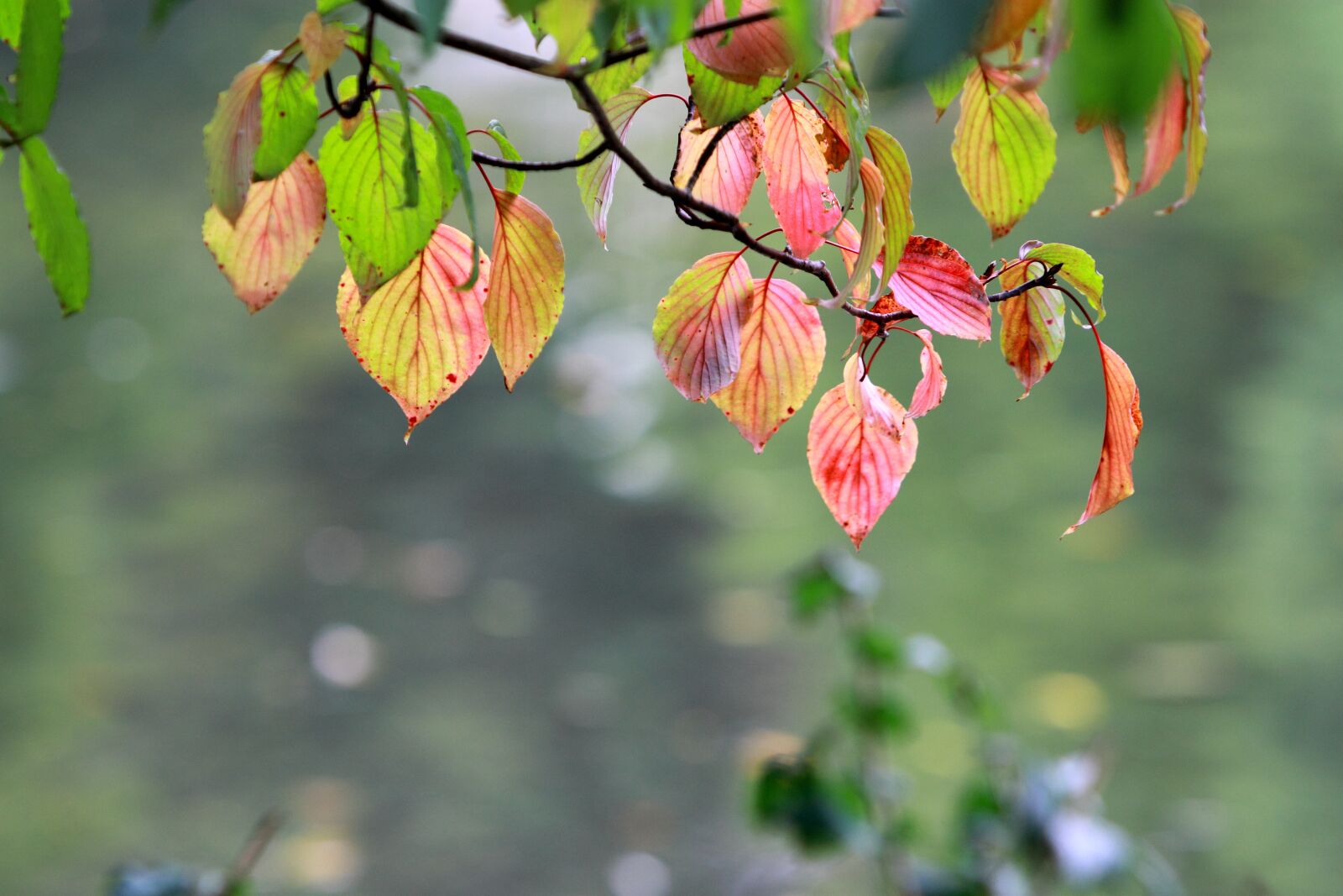 Canon EF 70-200mm F2.8L IS USM sample photo. Autumn, gorgeous, leaf photography
