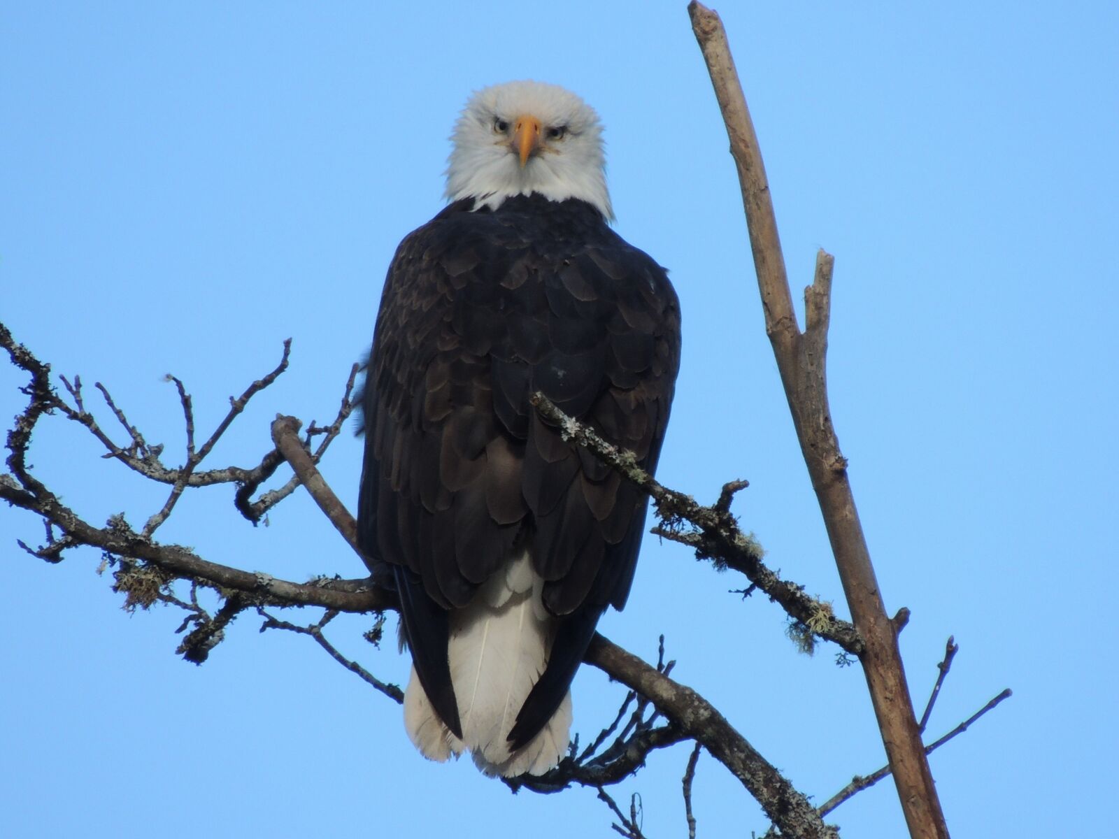 Nikon Coolpix P510 sample photo. Bald eagle, bird, raptor photography