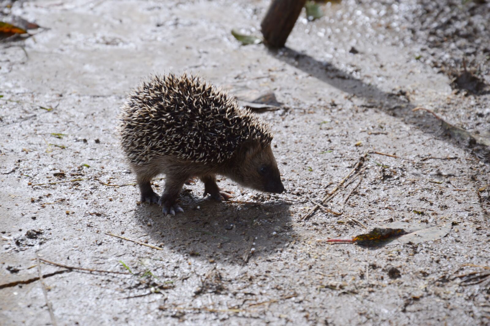 Nikon D3200 sample photo. Nature, animal world, animal photography